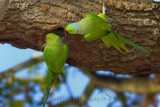 Ring-necked Parakeet 